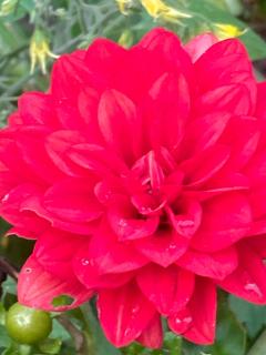 Mini Bungalow Zimmer 1 - Mainz - 4