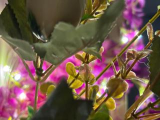 Swarga Fireflies Swarm - 9