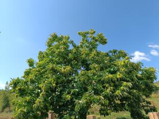 Pavlianis Calm Farm - 3