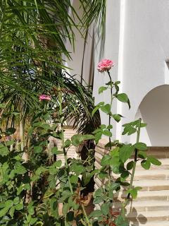 Riad Safran Ralya - 3