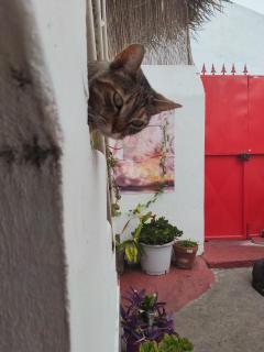 Acoran Family Guests House Firgas with Included Morning Yoga Practice ,there are pets in the house - 7