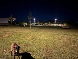 Treeolives - 5