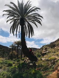 La Majorera - 3