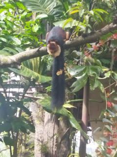 Hill Green Homestay - 7