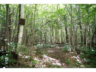 Authentic Tipi Set in the Stunning Woodland of the White Mountain National Forest, New Hampshire - 6