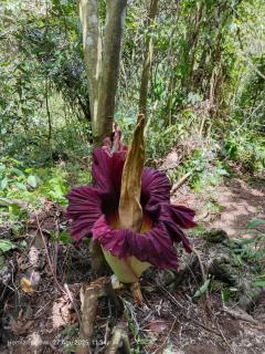 Green View Homestay & Jungle Trekking - 9