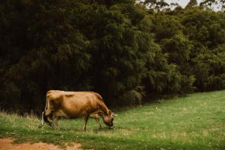 Wandagar Eco Tent - Carnaby - 6