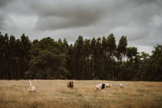 Wandagar Eco Tent - Carnaby - 4