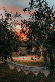 The Olive Grove in Tuscany - 2