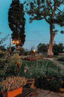 The Olive Grove in Tuscany - 5