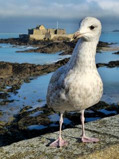 Ti Goéland 4 chambres Proche Mont St Michel - 4