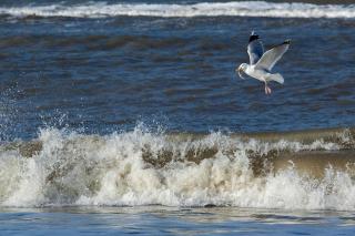 Appartementhaus Bracht - Juistine - 2