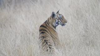 Tiger Wilderness Lodge-Navegaon Gate - 8