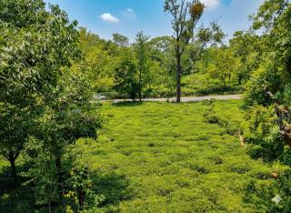 Spring Inn Bir-Billing - 3