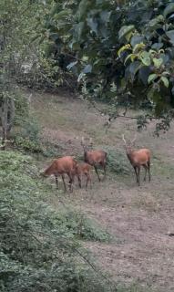 La Ferme des Cailletiers chez Marco - 7