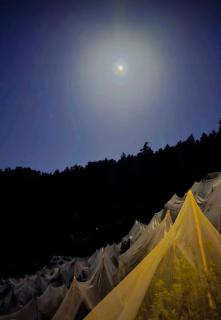 CedarNest by Yoshikahomestays l Forest Boutique Stay l Kufri l Theog l SHlMLA - 8