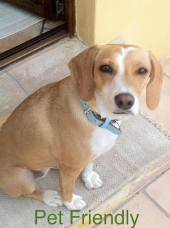 Casale Fedele Relax B&B Vicino al Borgo - 4