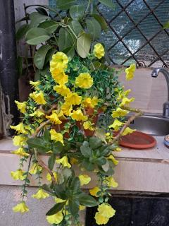 Căsuța galbenă - 2