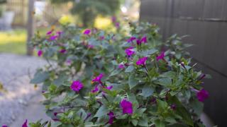 The Loon And The Wren - 9