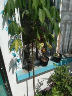 Petropolis - 1