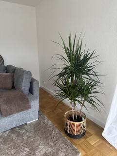 Gesamte Unterkunft Apartment in Bad Lippspringe - 4
