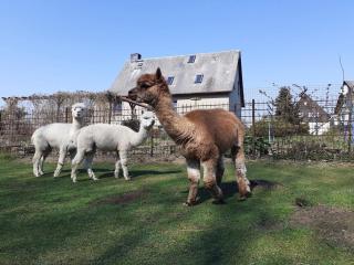 One-bedroom apartment - 8