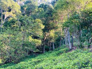 Private One-Bedroom Apartment with Attached Bath & Open Kitchen - - Bandarawela - 5