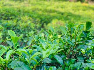 Private One-Bedroom Apartment with Attached Bath & Open Kitchen - - Bandarawela - 1