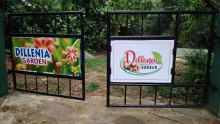 Dillenia Garden - 0