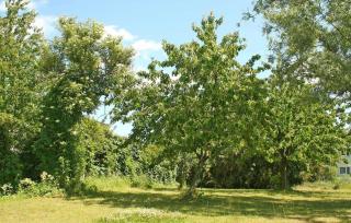 Ferienwohnung Mirow - 7