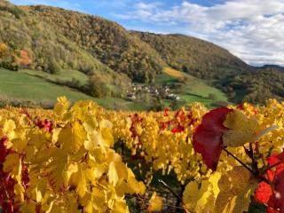 Belvédère du Haut Bugey - Refuge dans les cépages - 6