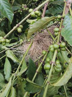 Jungle Lodge Kibale - 2