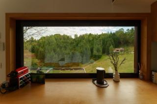 Coniferis - 5
