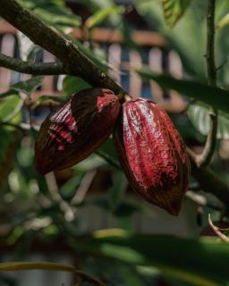 Taipu Bay Pousada - Taipu de Fora - 4