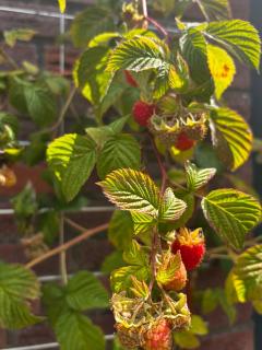 Guesthouse Mamaloutje - 1