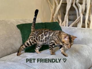 Antica Grande Famiglia - 9