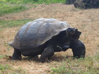 The Tortoise Dome Lodge - 1