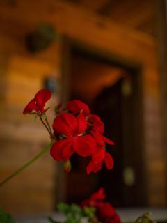 Cabana da cerveja - 6