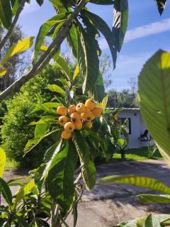 Casa do Bem Estar Picada Café - 8