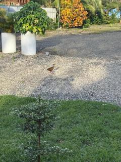 Casa Zafiro 2 bdr beach house AC WIFI BBQ - 1