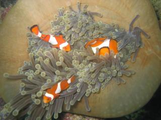 Hoga Island Dive Resort Wakatobi - 9