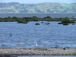 Oystercatcher Bay Boathouse - Coromandel - 2