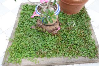 Autumn breeze house - 1