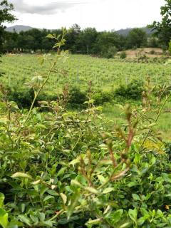 The Assento Elegance and Nature - 1