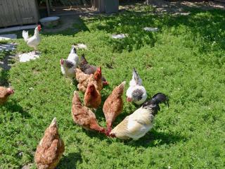 Quince Cottage - 27443 - 1