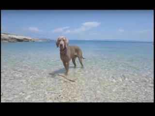 Apartment in Šilo with Sea View Balcony - 4