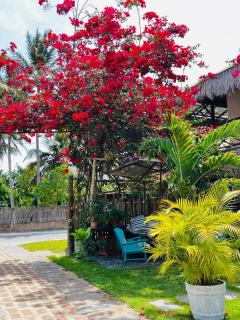 Bougainville Icaraí de Amontada - 4
