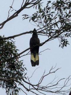 Big Tiny Medlow - 1