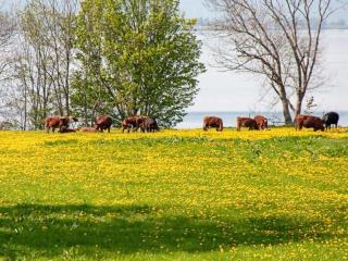 Lakeview Cottage Retreat-By Traum - 1