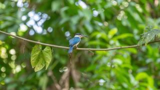 Water to Forest Ecolodge - Loboc - 4